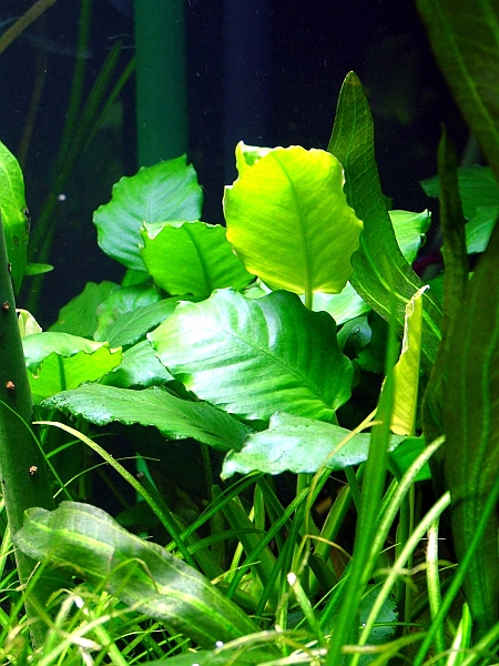 DSCF4671.JPG - Anubias